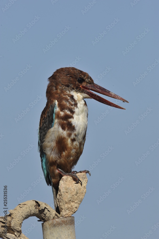 White throated kingfisher - Halcyon smyrnensis White throated kingfisher - Halcyon smyrnensis