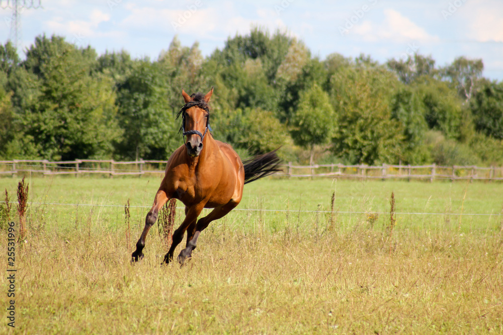 Pferd Pferd