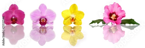 Orchideenblüten und Hibiscus (Set)