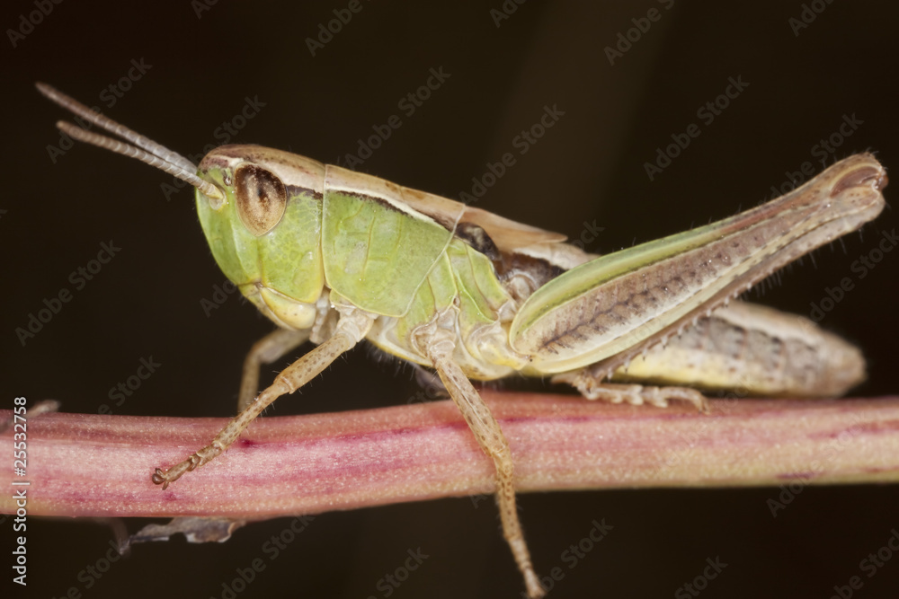 Small grasshopper. Small grasshopper.