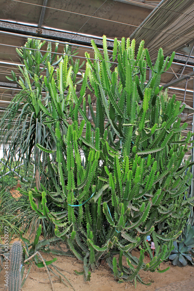 Obraz premium cactus plants