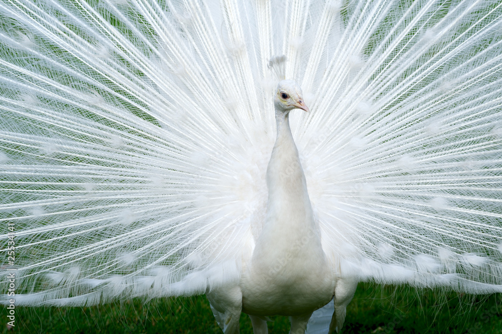 Fototapeta premium peacocks