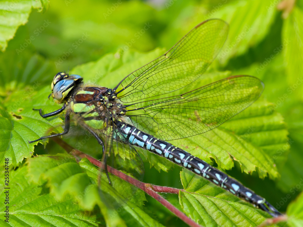 dragonflies dragonflies