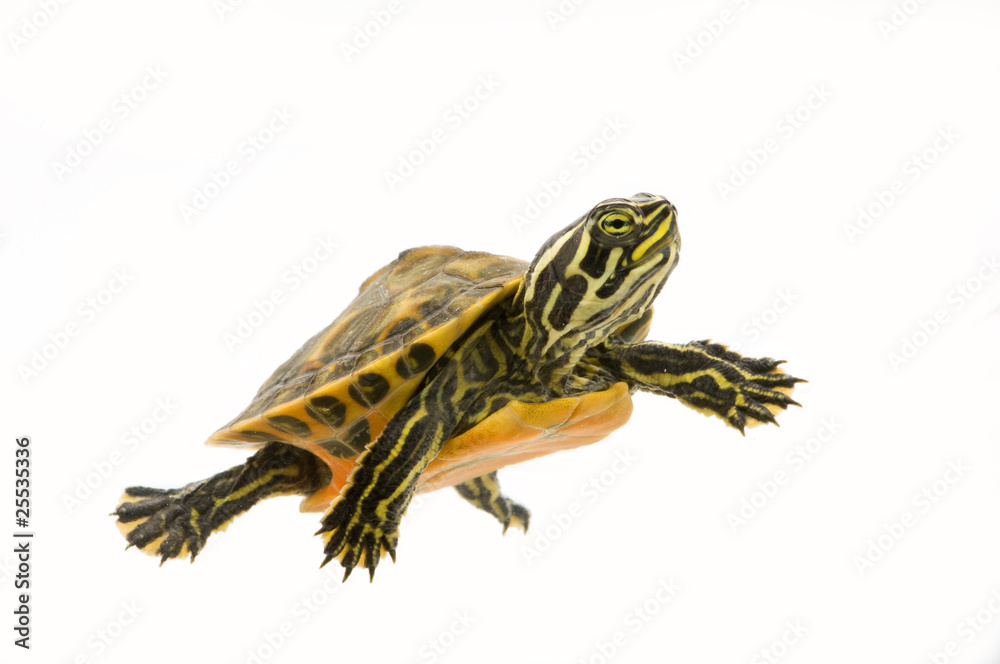 Obraz premium Baby Turtle
