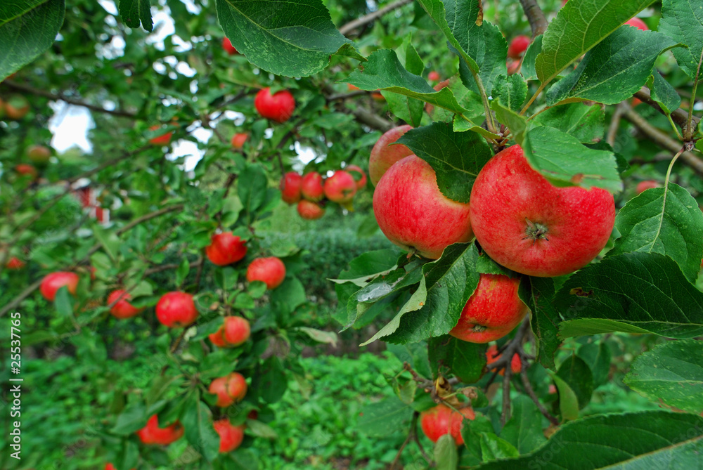 Obraz premium Red organic apples