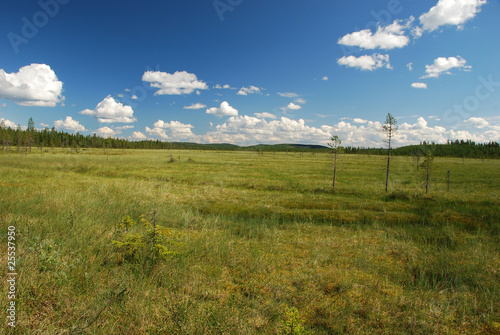 lonely trees in large  marsh of Northern Ostrobothnia