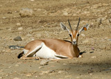 Gazelle in the desert