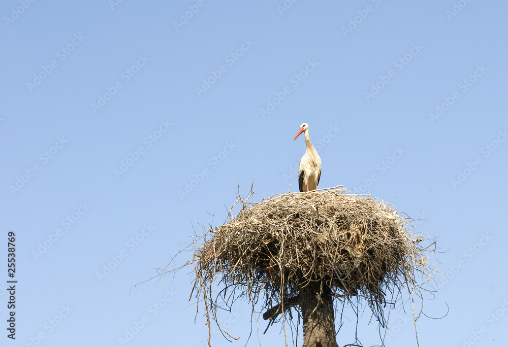 Fototapeta premium White Stork