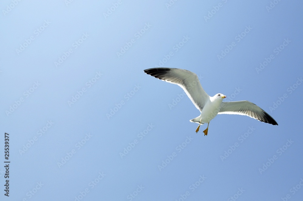 Seagull flying Seagull flying