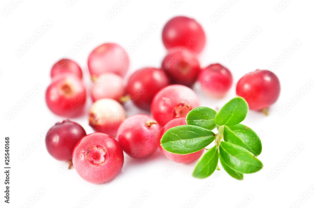 cowberry cowberry