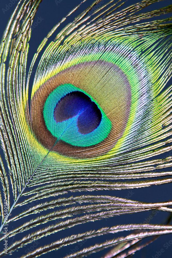 Fototapeta premium Pfauenfeder - Pfauenauge