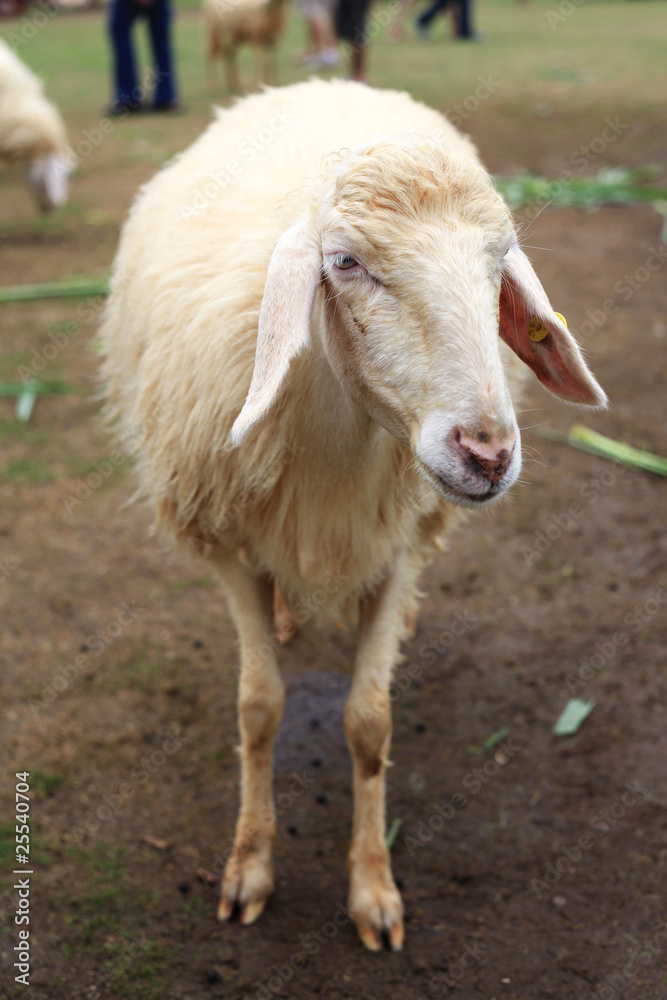 Sheep in the farm Sheep in the farm