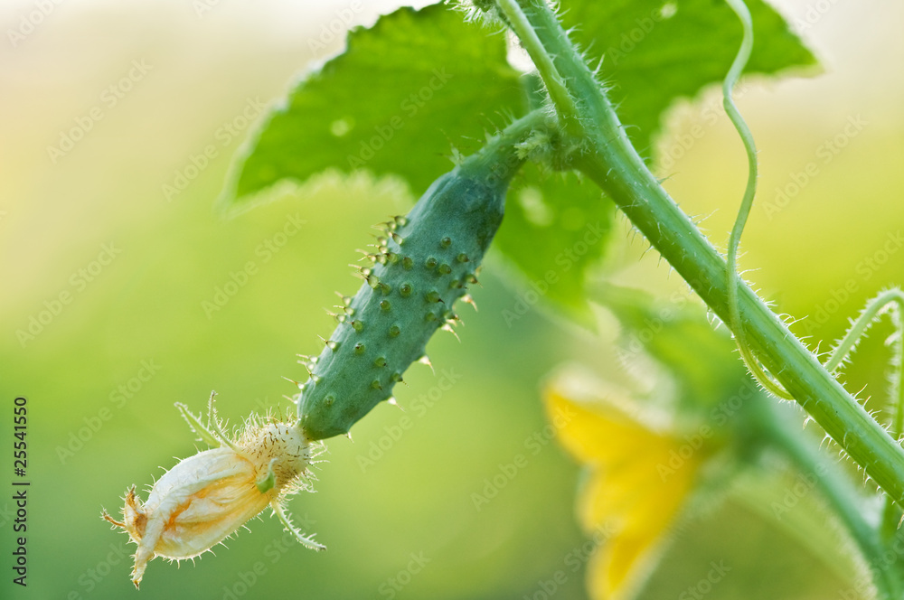 Naklejka premium cucumber
