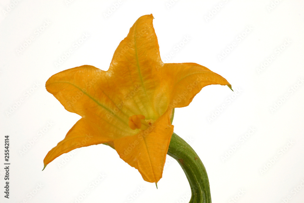 Fototapeta premium Zucchini