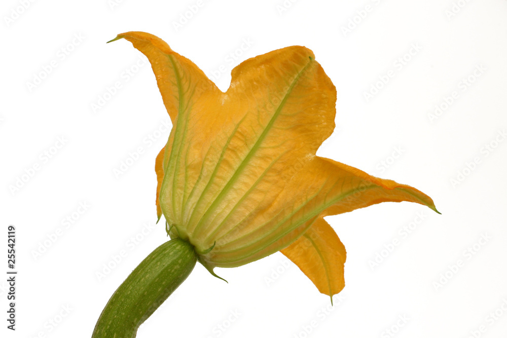 Zuccini Zuccini