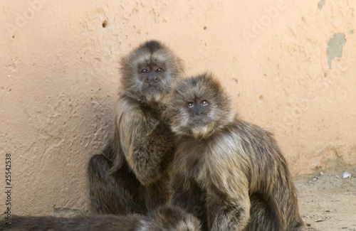 Capuchin Weeper Monkeys cebus olivaceus