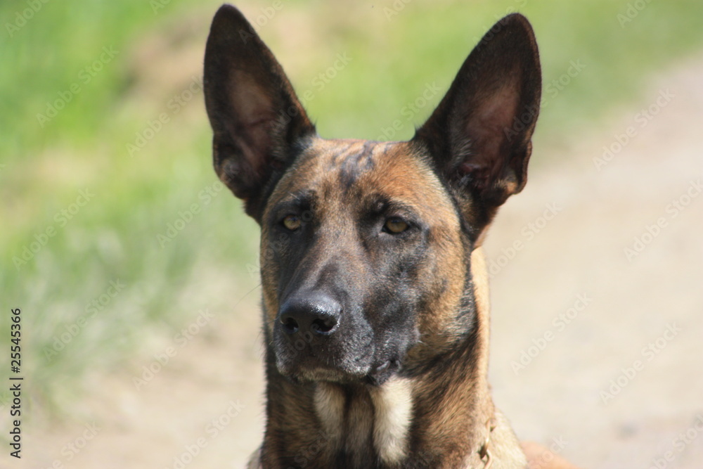Hund tolle Nahaufnahme