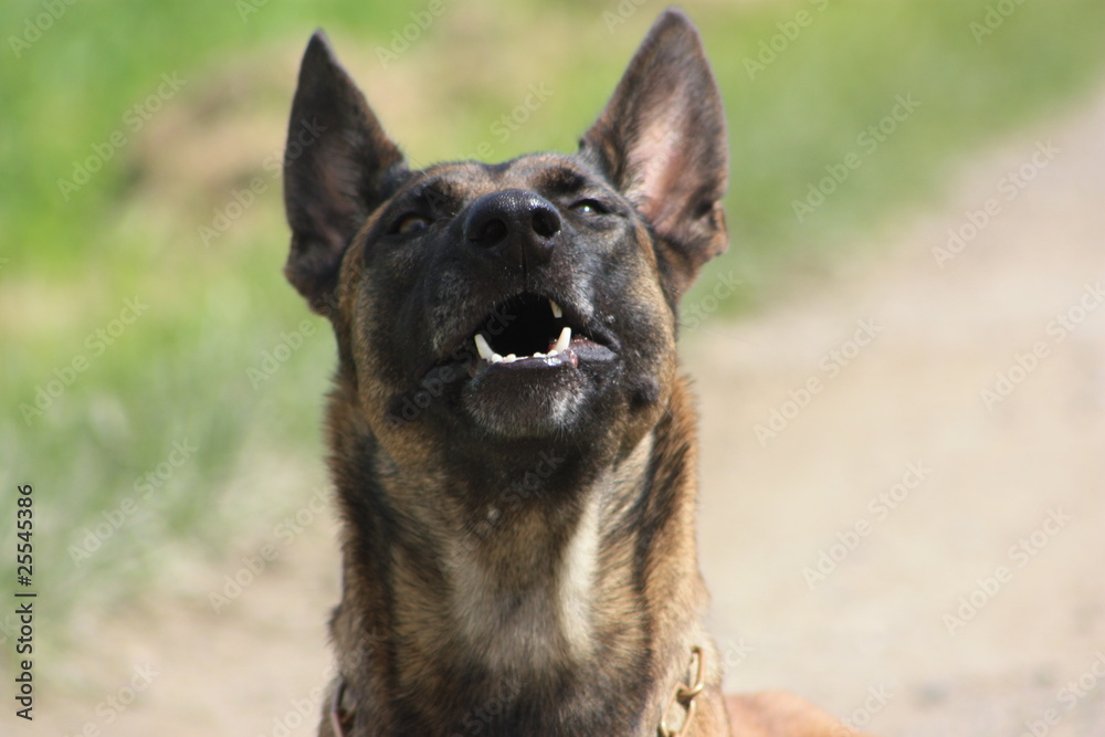 Hund tolle Nahaufnahme