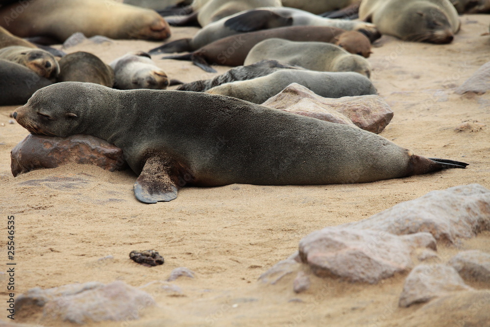 Fototapeta premium Robbe