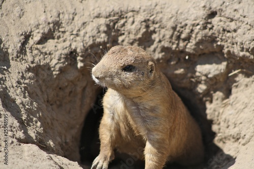 marmot