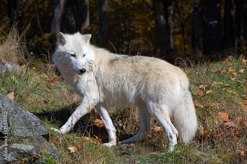 Arctic Wolf