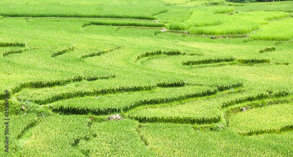 Rice Fields in Vietnam