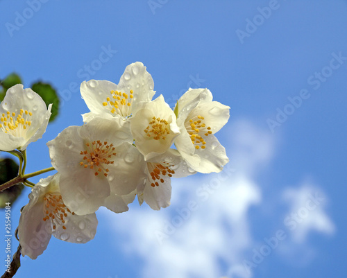 fresh jasmine with drops of rain