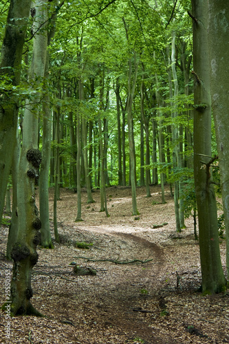 Waldweg Hochformat