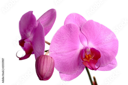 Pink Phalaenopsis  Orchidee