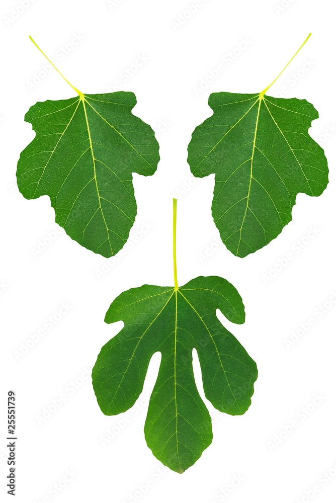 Fototapeta premium Fig leaf set - symbolic