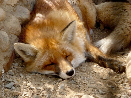 Red fox