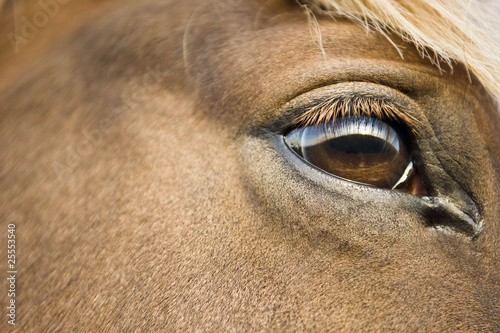 Brown eyed horse © Andrew Lever