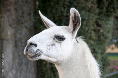 weißes Lama © xiquence