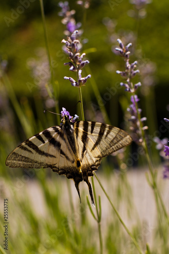 swallowtail butterflym papilio rutulus photo