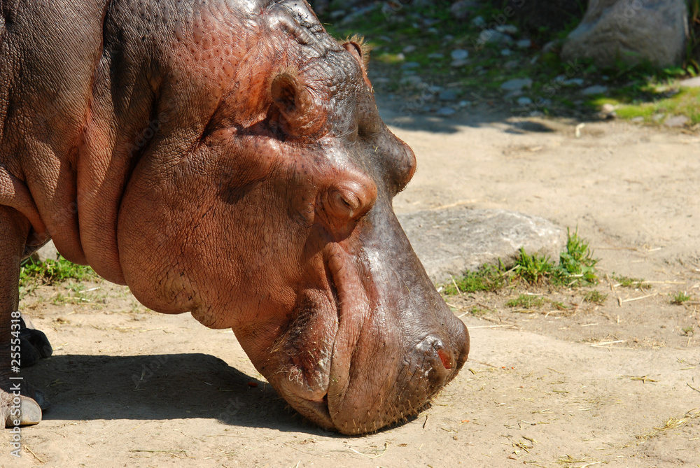 closeup of a hippopotamus