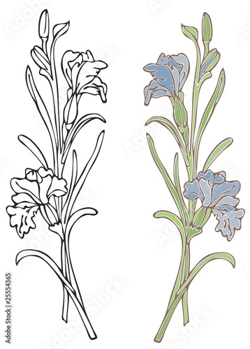 Blue Iris
