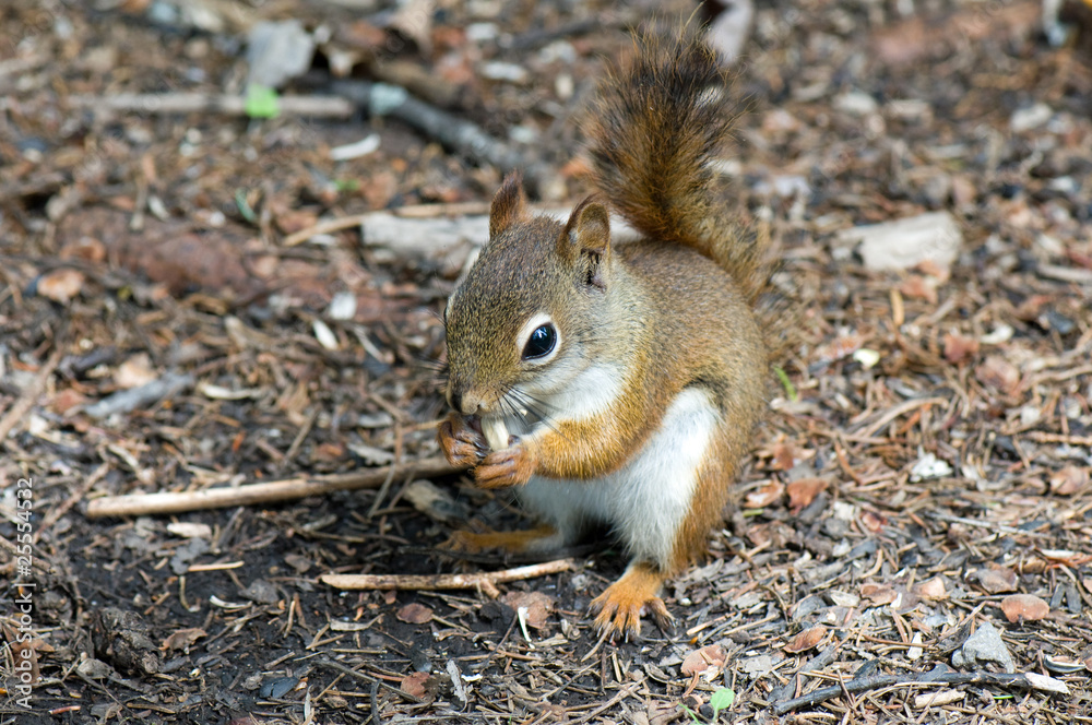 Chipmunk nibbling on a seed Chipmunk nibbling on a seed