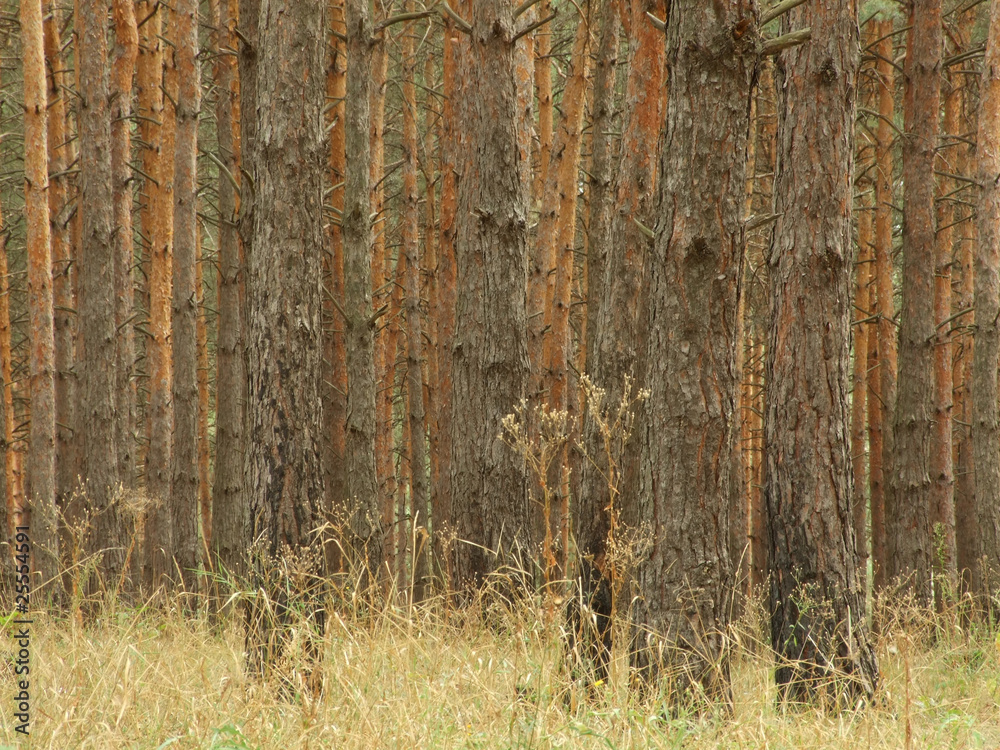 Fototapeta premium background of forest