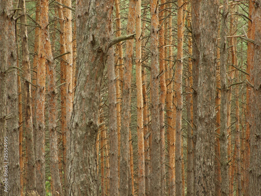 Obraz premium brown wood