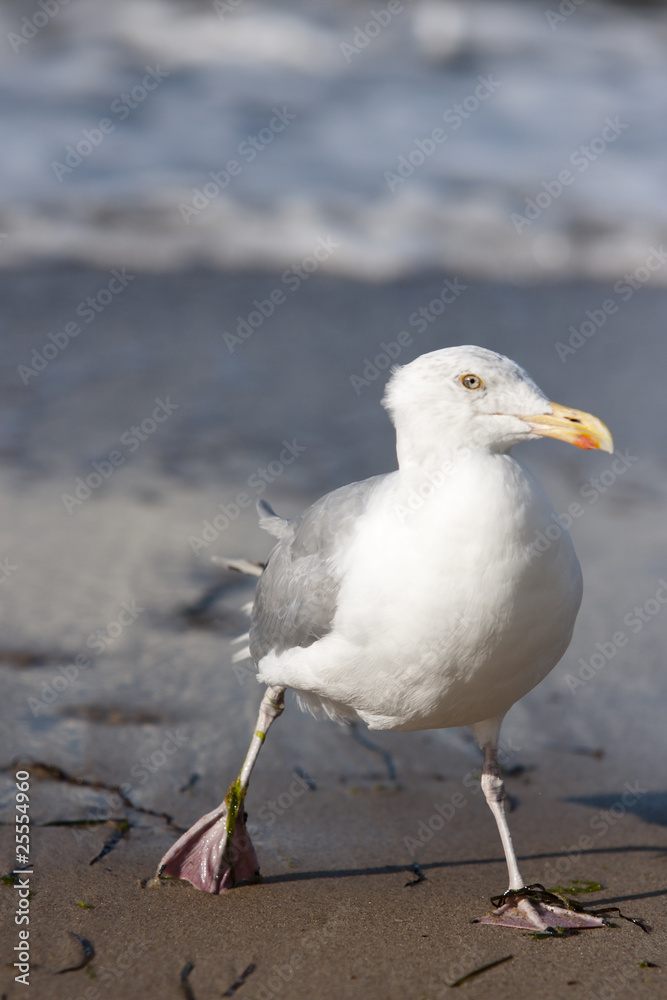 Obraz premium watschelnde Möwe