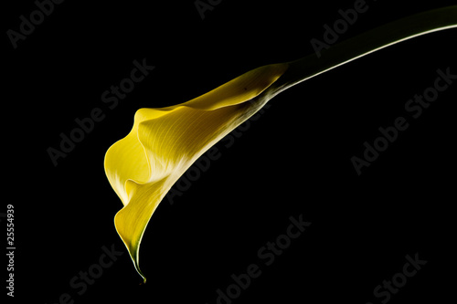 Fototapeta Naklejka Na Ścianę i Meble -  Calla on black