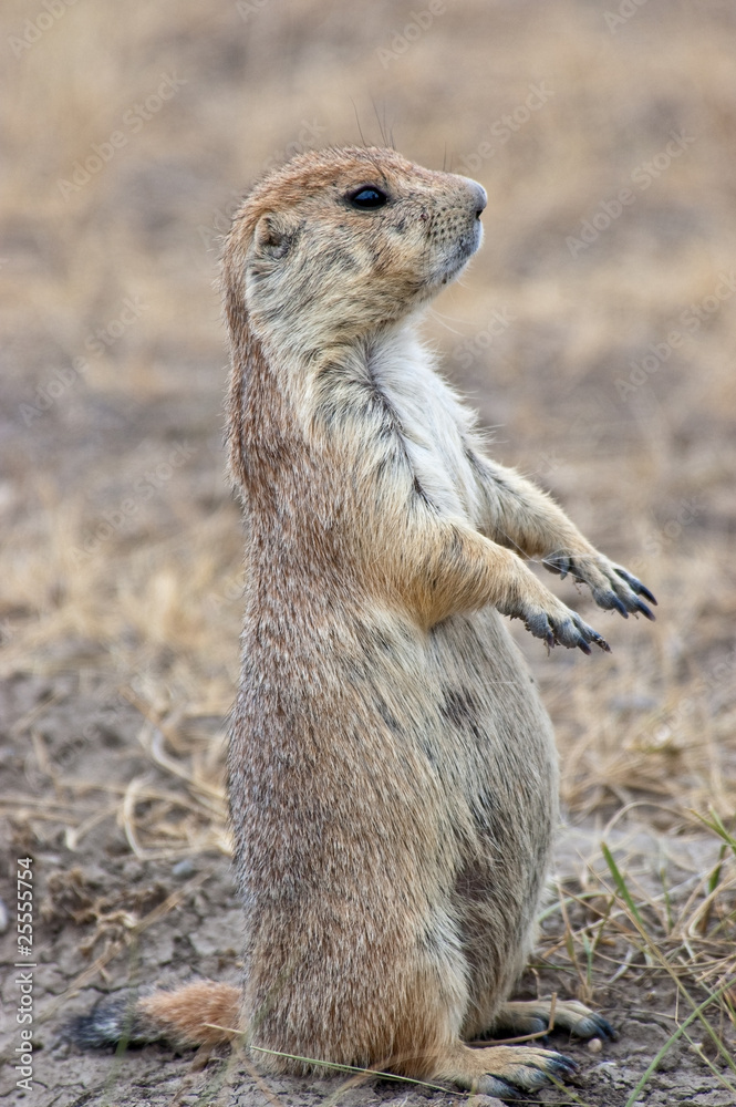 Fototapeta premium Prairie Dog Lookout