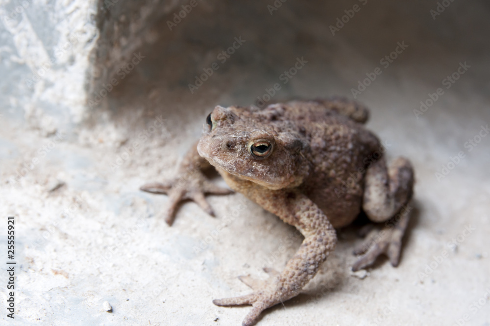 Obraz premium hockende Kröte