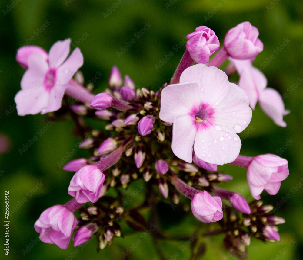 Fototapeta premium Phlox