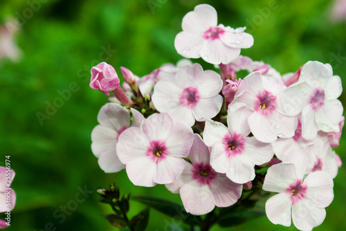 Phlox