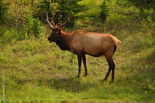 North American Bull Elk