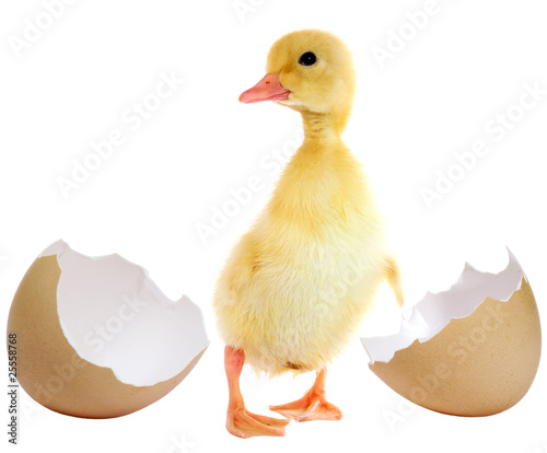 Valokuva Newborn duckling and broken egg isolated on white