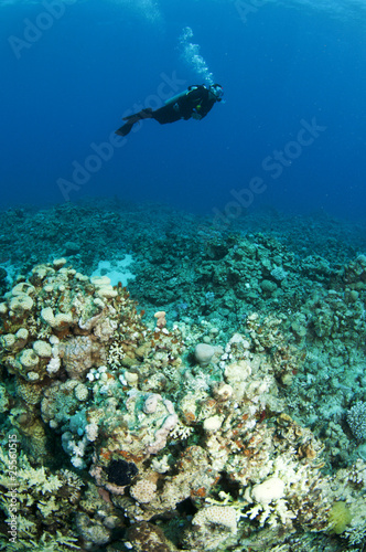 scuba diver on reef