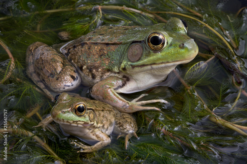 Obraz premium Baby and Adult Bullfrogs