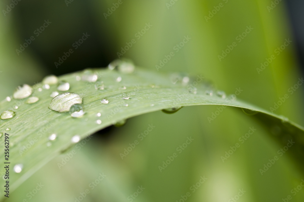 Gouttes de pluie sur une feuille Gouttes de pluie sur une feuille